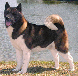 Akitas Dogs