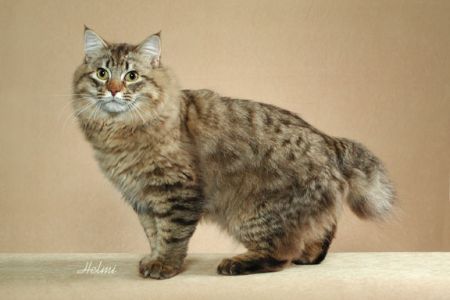 American Bobtail