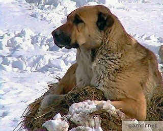 Armenian Gampr dog Pet Paw
