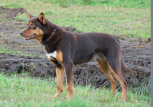 australian kelpie