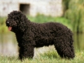 barbet-1