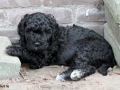 barbet-2