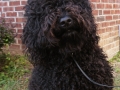 barbet-3
