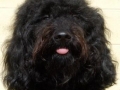 barbet-4