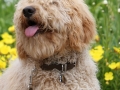 barbet-5