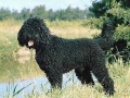 barbet-6