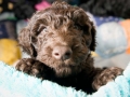 barbet-7