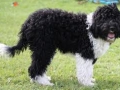 barbet-8