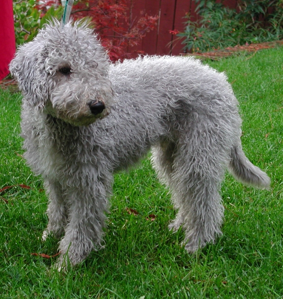 bedlington-terrier-4.jpg