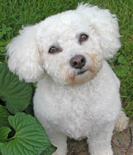 Fat Bichon