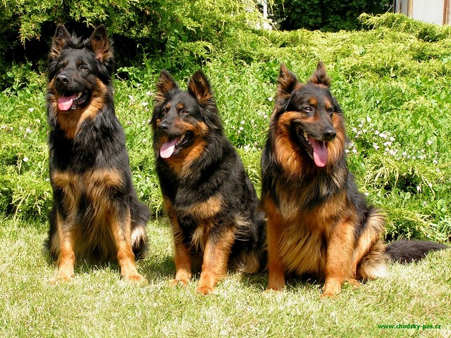 Shepherd Breeds Pictures