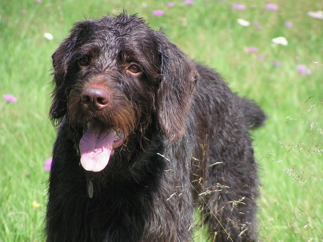 Picture of a Cesky Fousek , Cesky Fousek images, Cesky Fousek pictures, Cesky Fousek photos free, Cesky Fousek picture