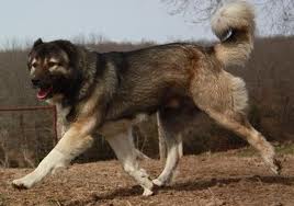 armenian-gampr-dog