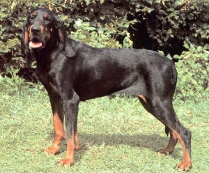 austrian-black-and-tan-hound