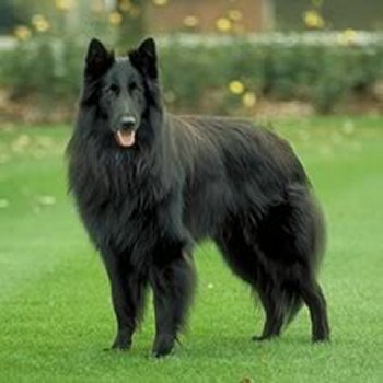 Belgian Shepherd Dog (Groenendael)