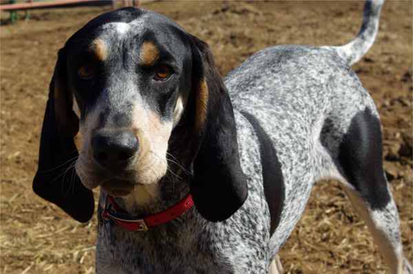 bluetick coonhound plush