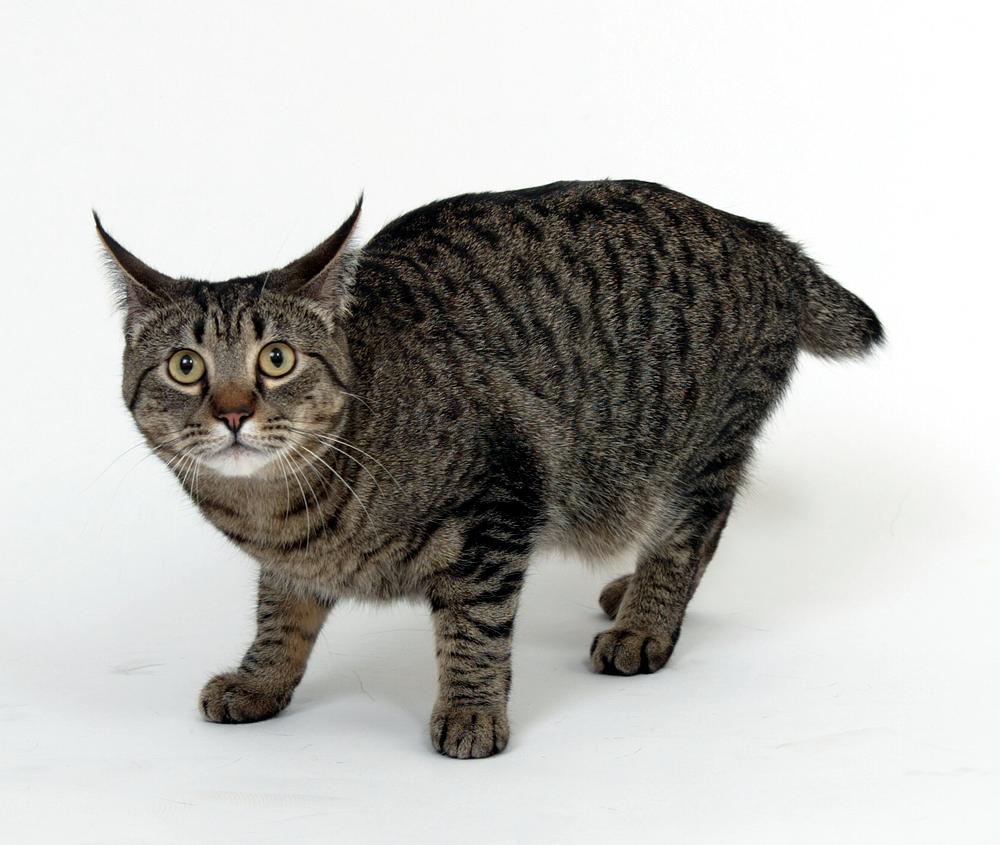 California Spangled Cat Information, Health, Pictures & Training Pet Paw