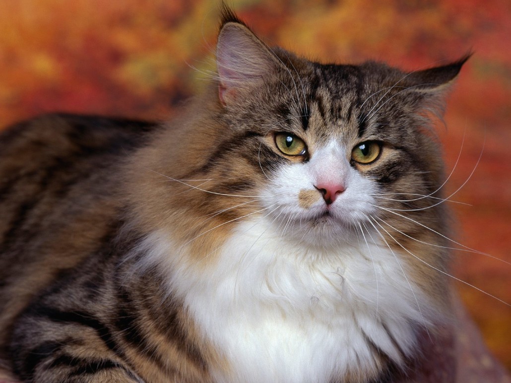 Norwegian Forest Cat - Information, Health, Pictures & Training Pet Paw