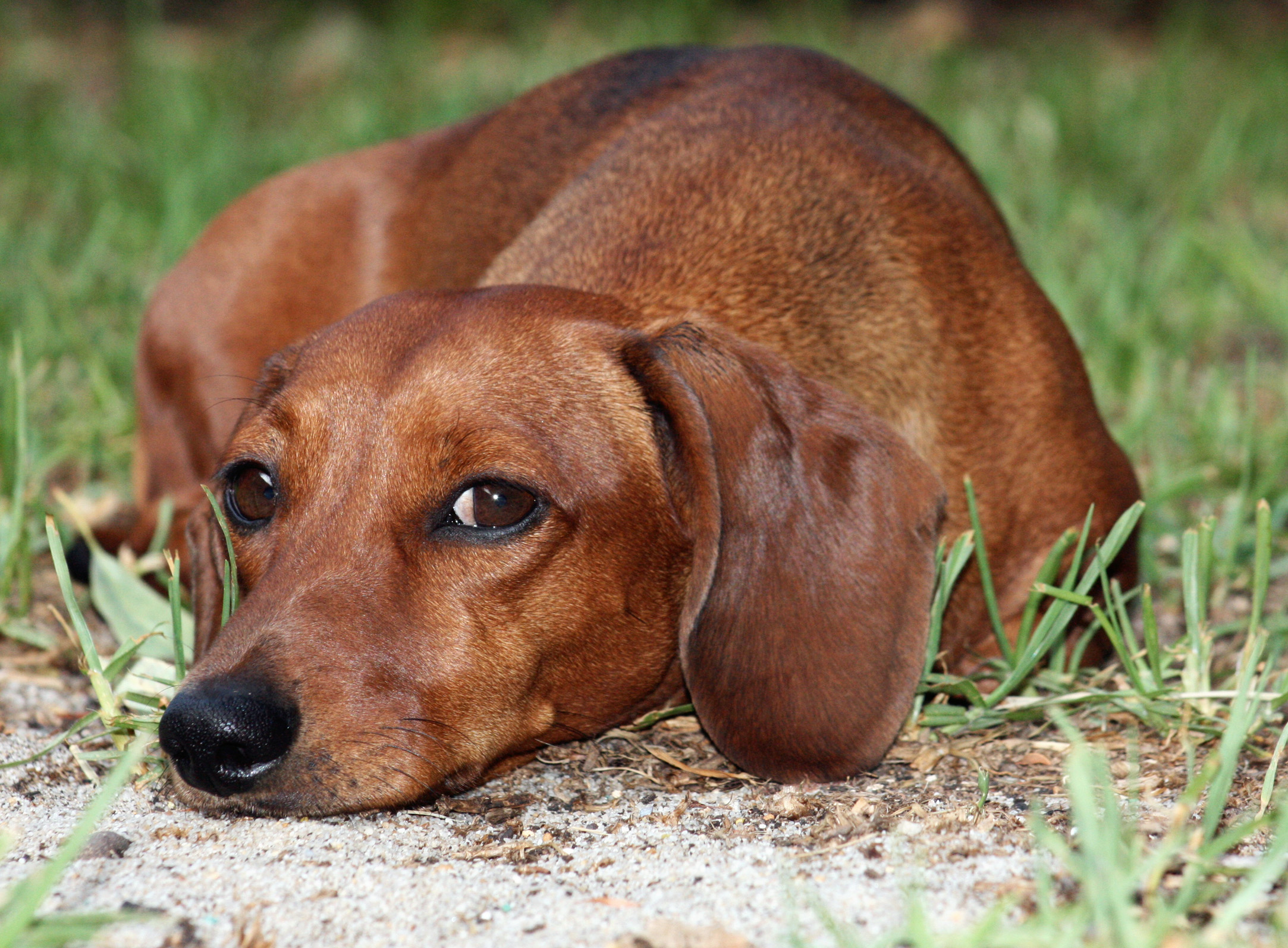 Dachshund Information Health Pictures Training Pet Paw