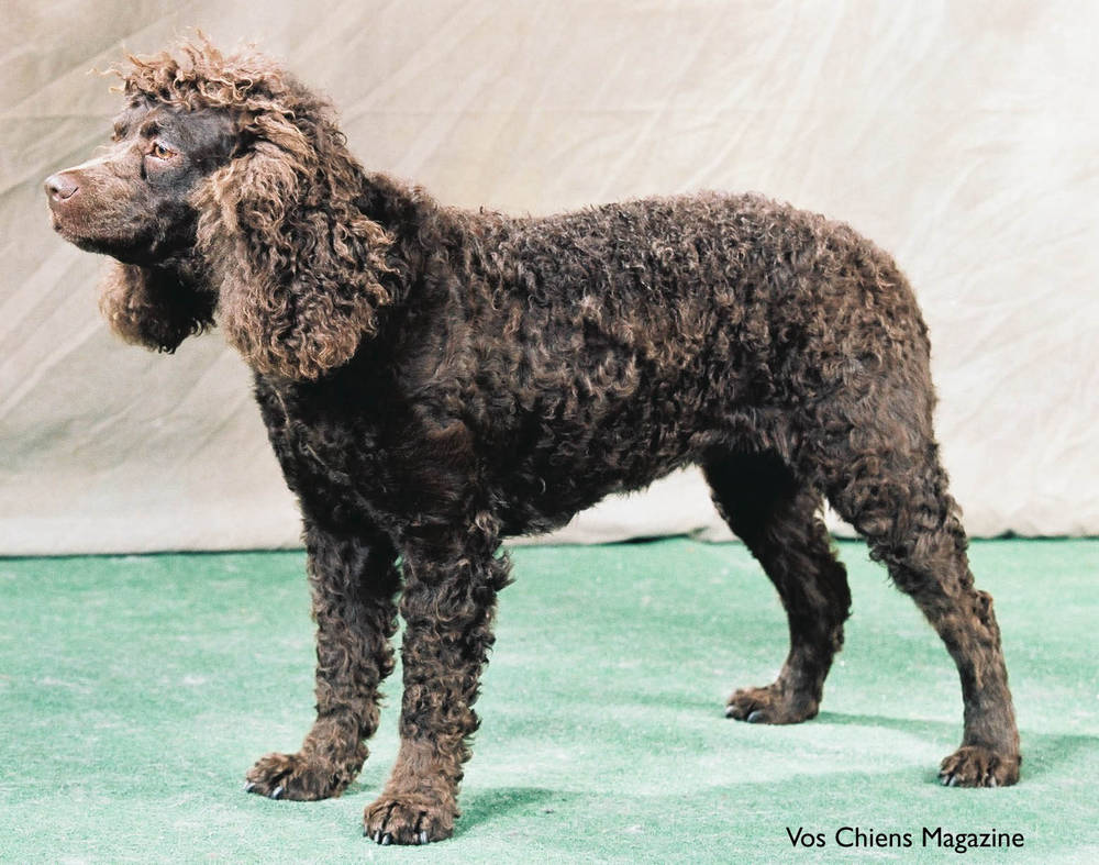 american-water-spaniel-breed-guide-learn-about-the-american-water