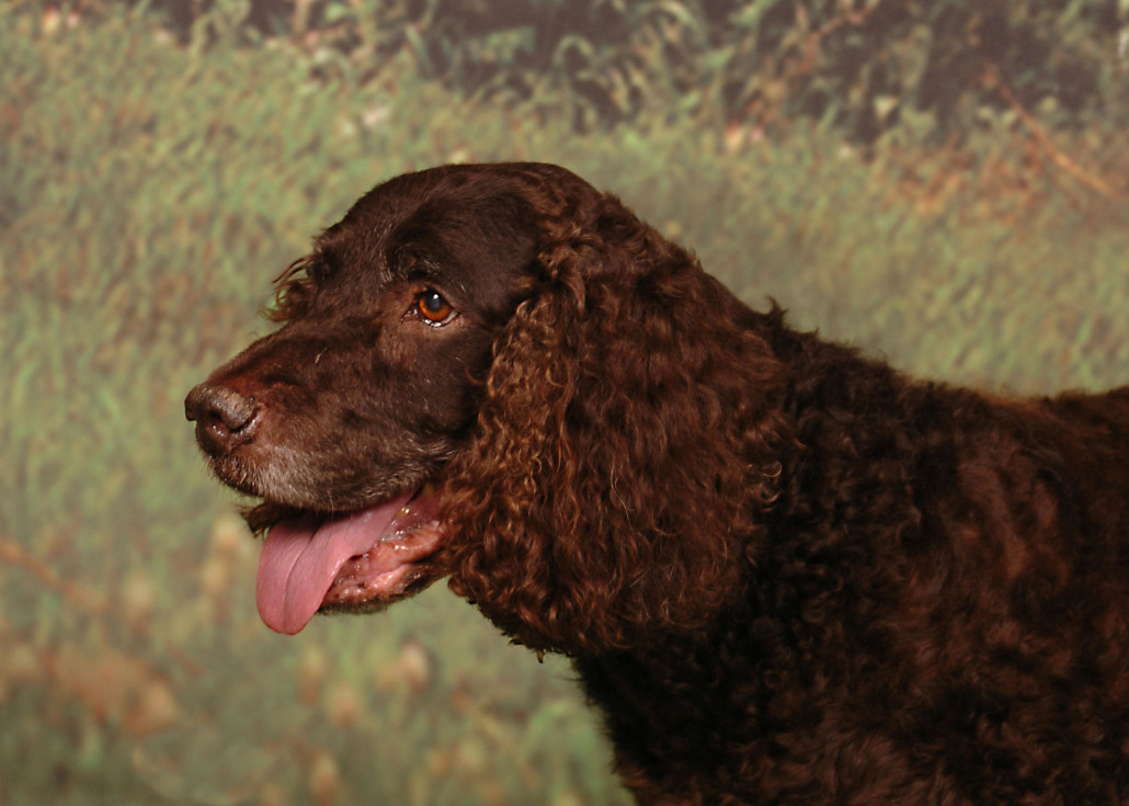 american-water-spaniel-breed-guide-learn-about-the-american-water