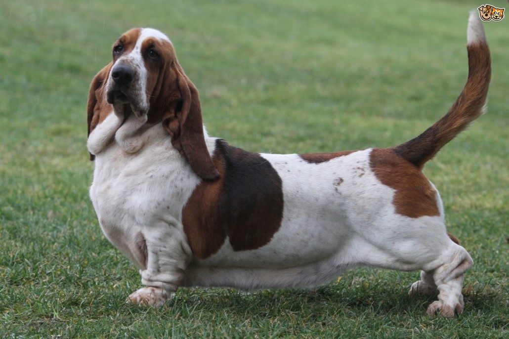 Basset Hound Breed Guide - Learn about the Basset Hound.