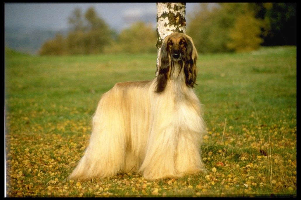 Image result for world's prettiest dog afghan hound pic