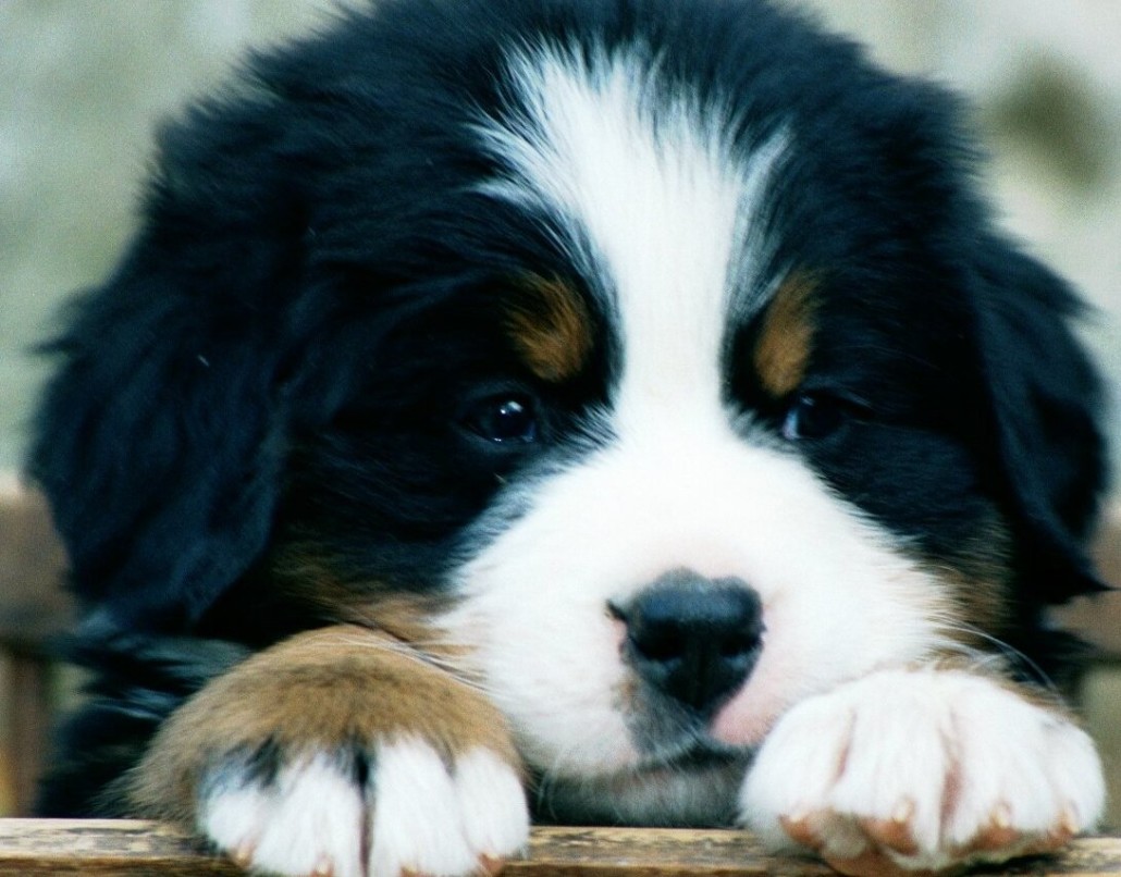 Bernese Mountain Dog Breed Guide - Learn about the Bernese Mountain Dog.
