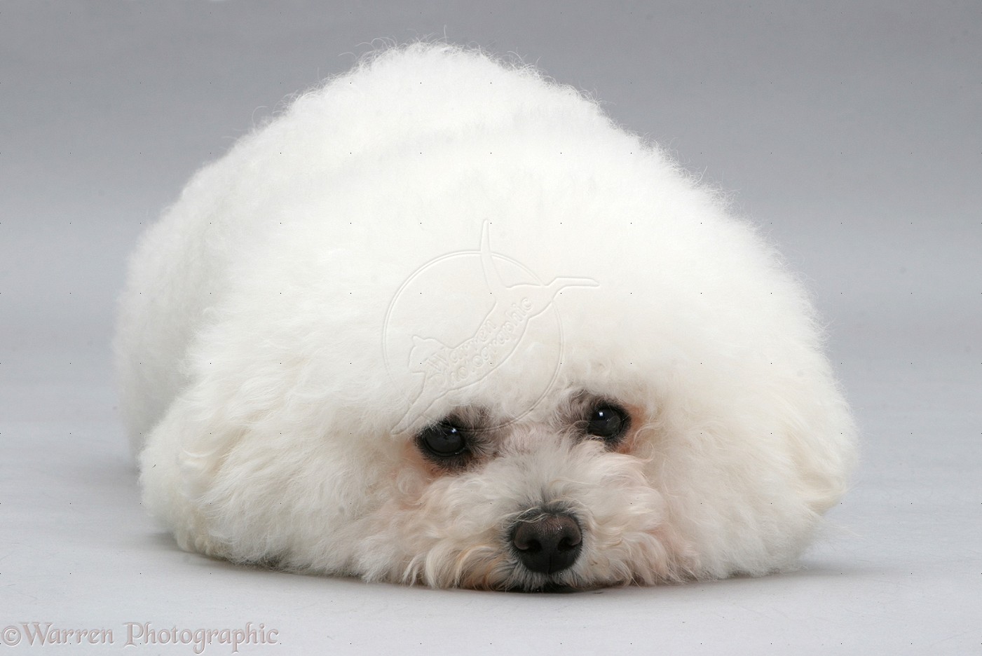 Bichon Frise Breed Guide Learn About The Bichon Frise bichon-frise-breed-guide-learn-about-the-bichon-frise