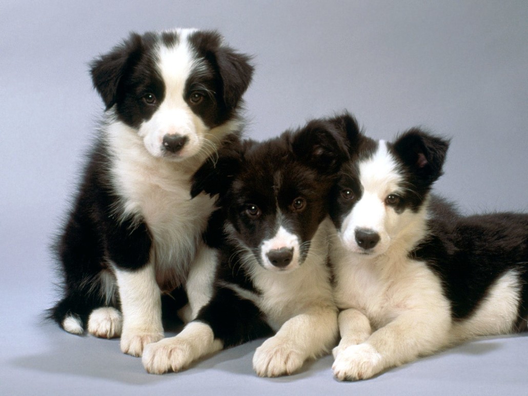Border Collie Breed Guide - Learn about the Border Collie.