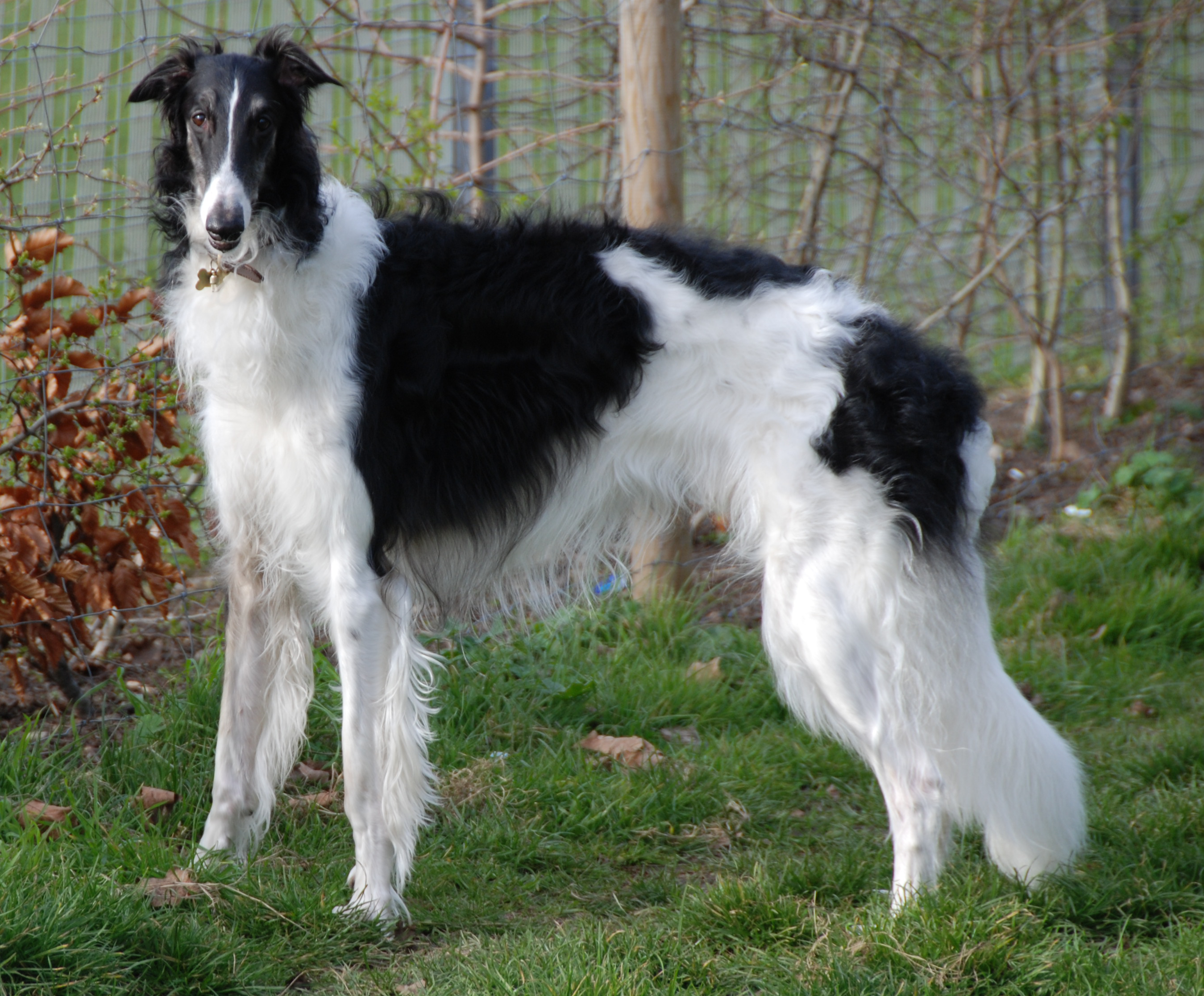 Borzoi Breed Guide Learn About The Borzoi Borzoi Breed Guide Learn About The Borzoi