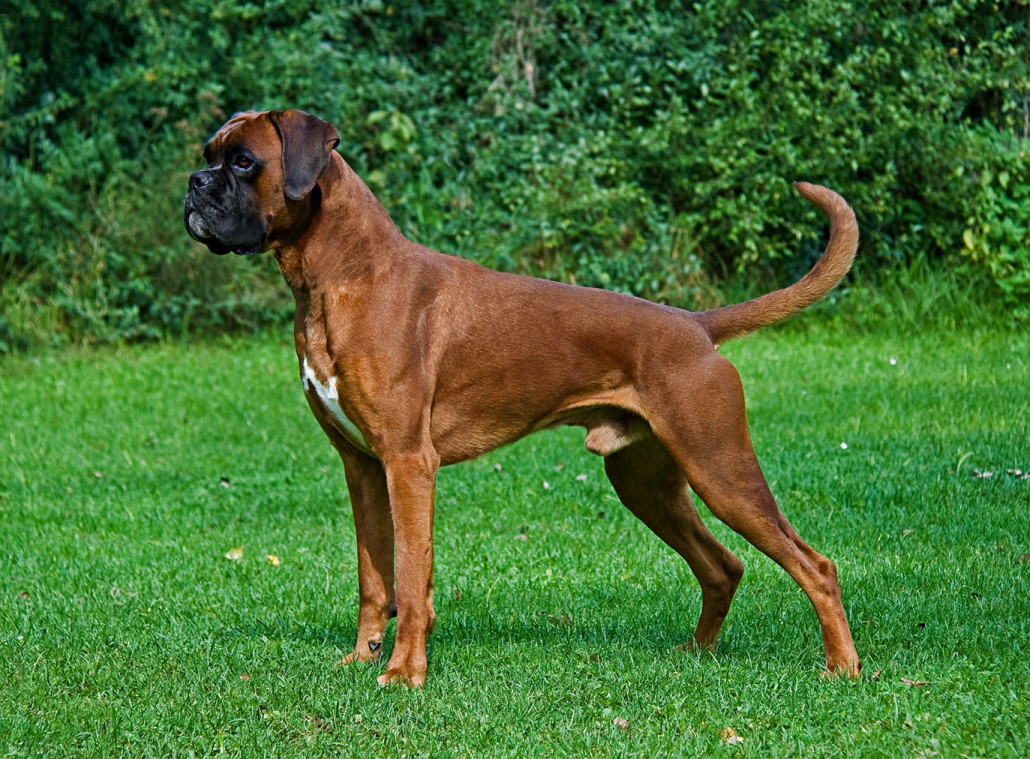 Boxer Dog Breed Guide Learn About The Boxer Dog