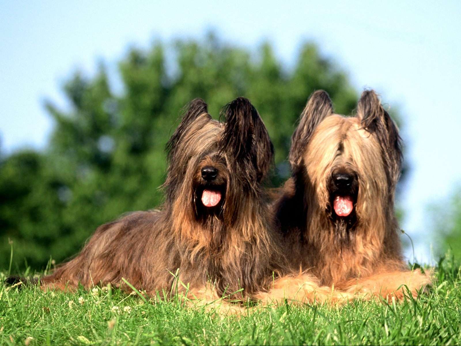 The Briard: A Loyal and Intelligent Companion The Briard: A Loyal and Intelligent Companion