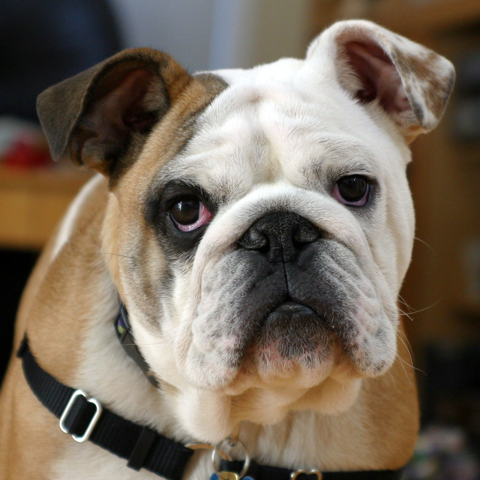 bulldog.eth Profile Photo