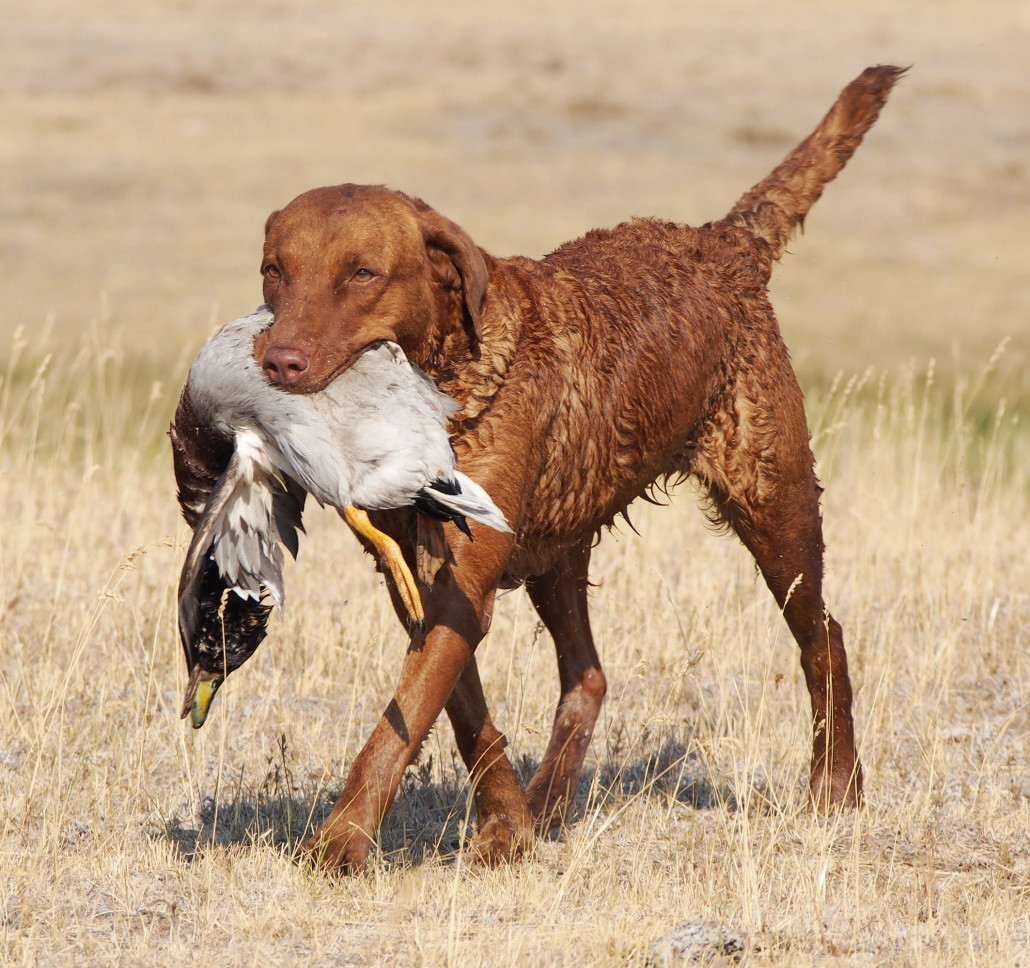 Chesapeake Bay Retriever Breed Guide - Learn about the ...