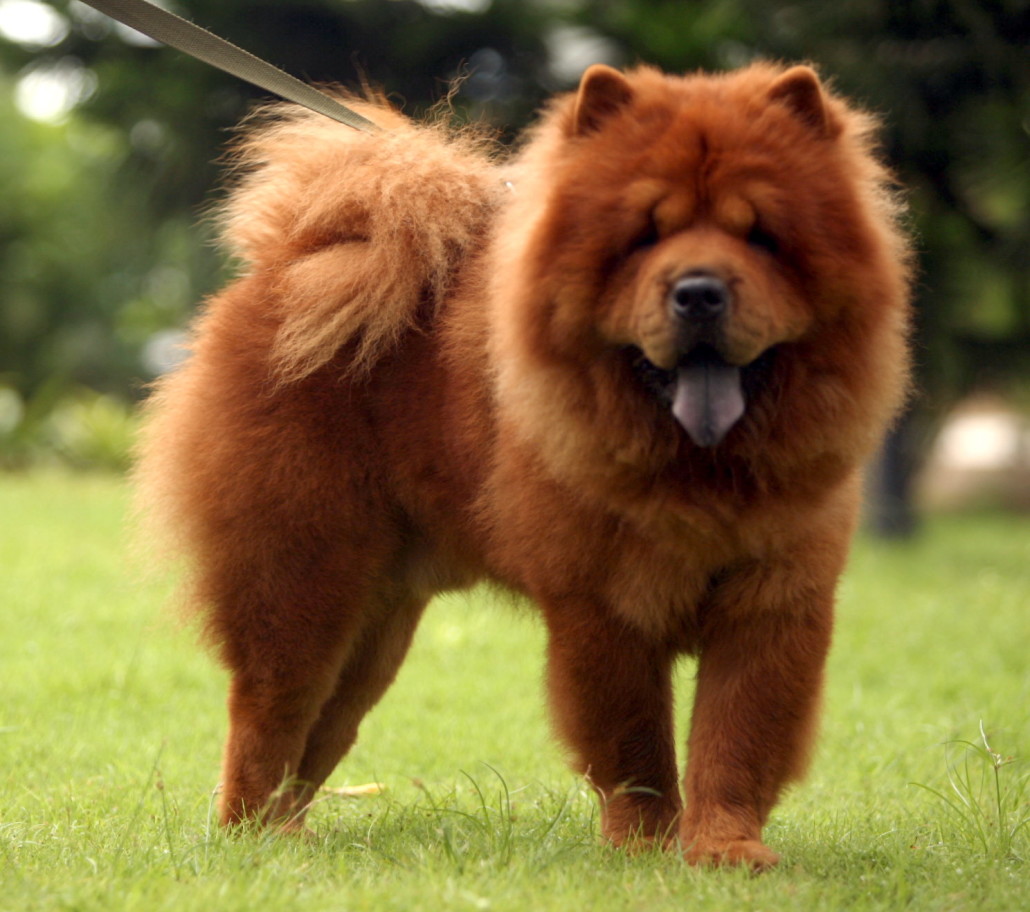 Chow Chow Breed Guide - Learn about the Chow Chow.