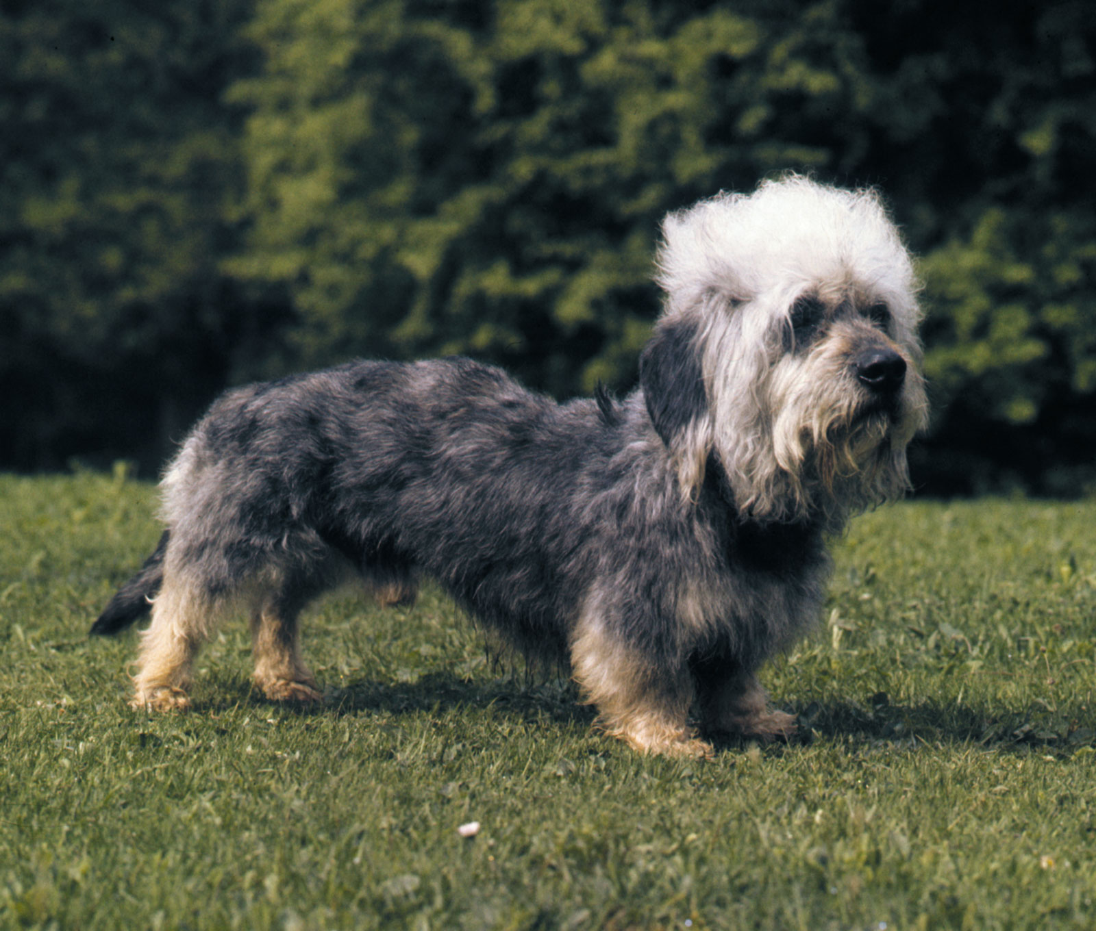Dandie Dinmont Terrier Breed Guide - Learn about the ...