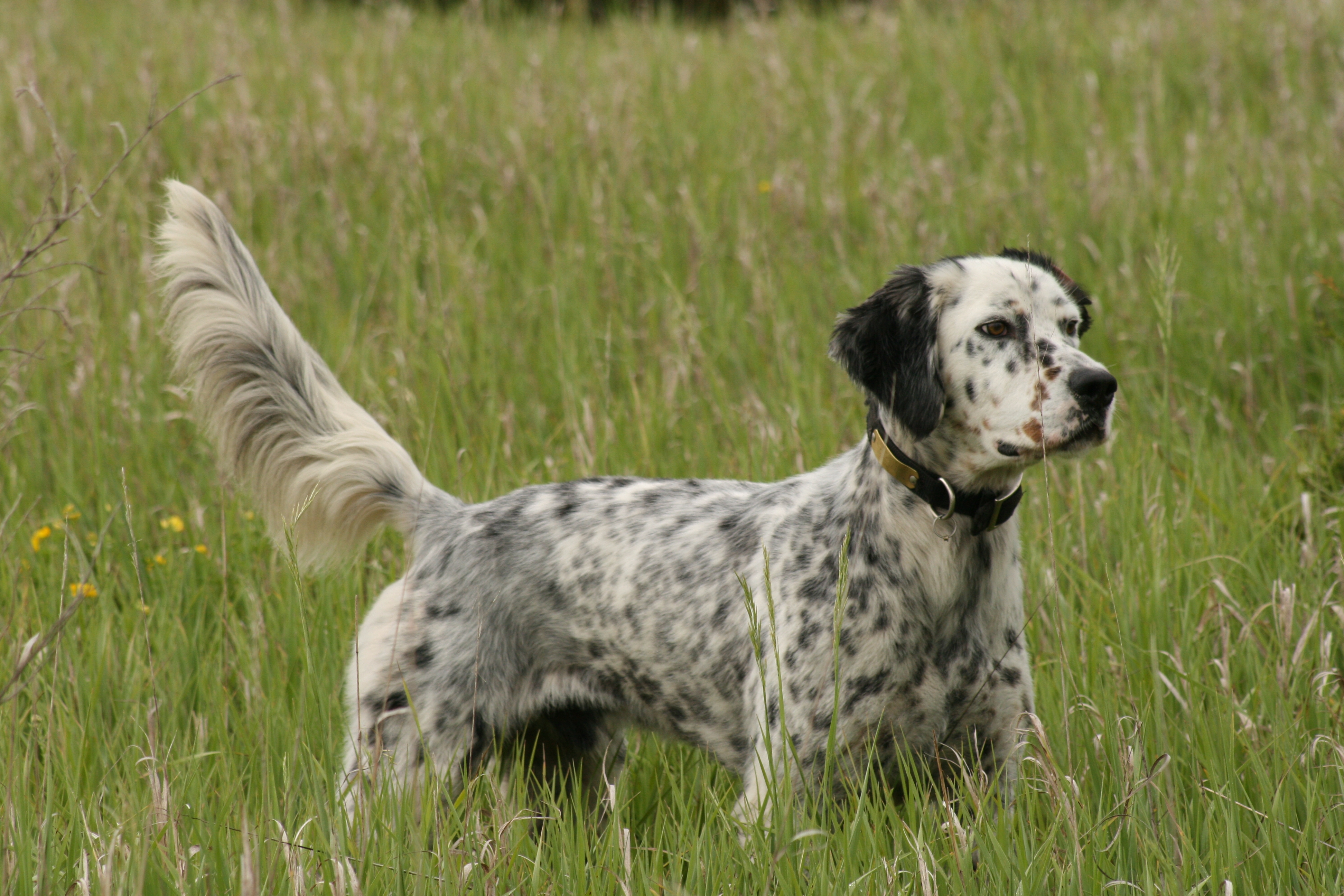 English Setter Breed Guide - Learn about the English Setter.