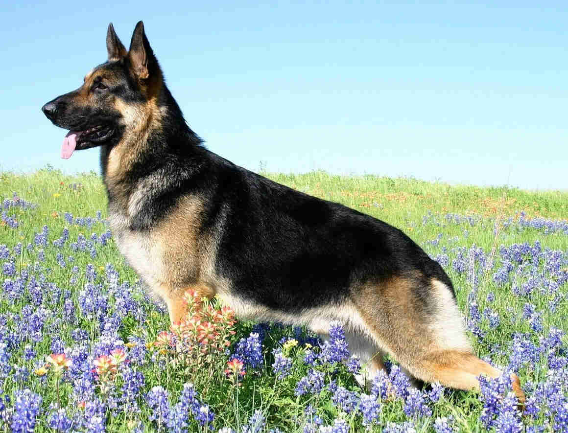 German Shepherd Breed Guide - Learn about the German Shepherd.