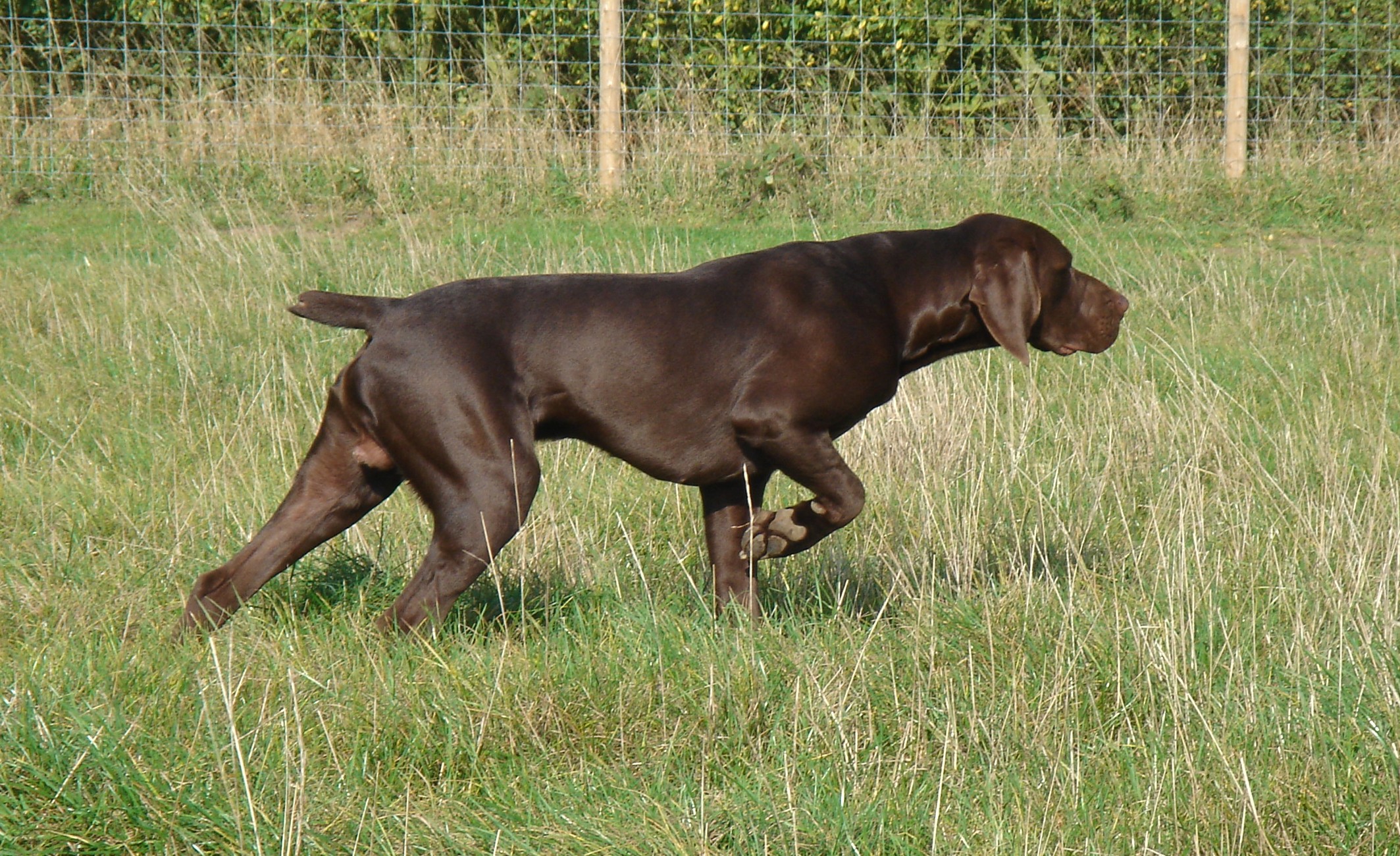 German Shorthaired Pointer Breed Guide Learn About The German