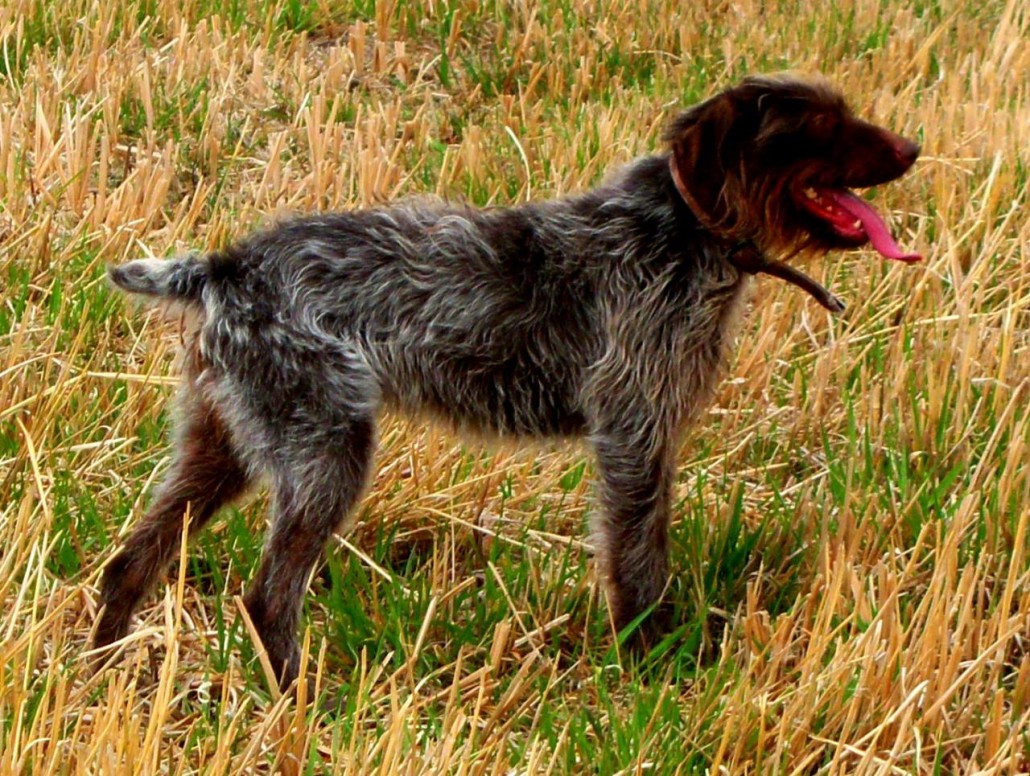 German Wirehaired Pointer Breed Guide Learn About The German