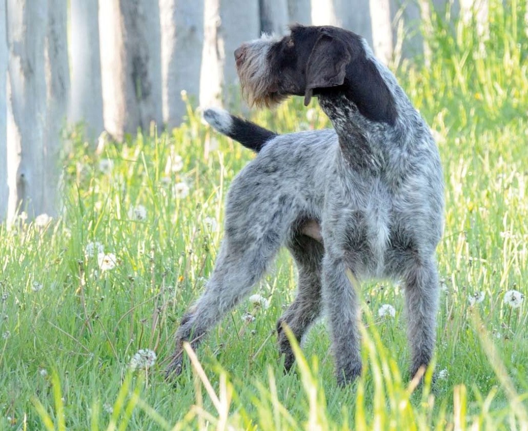 German Wirehaired Pointer Breed Guide Learn About The German