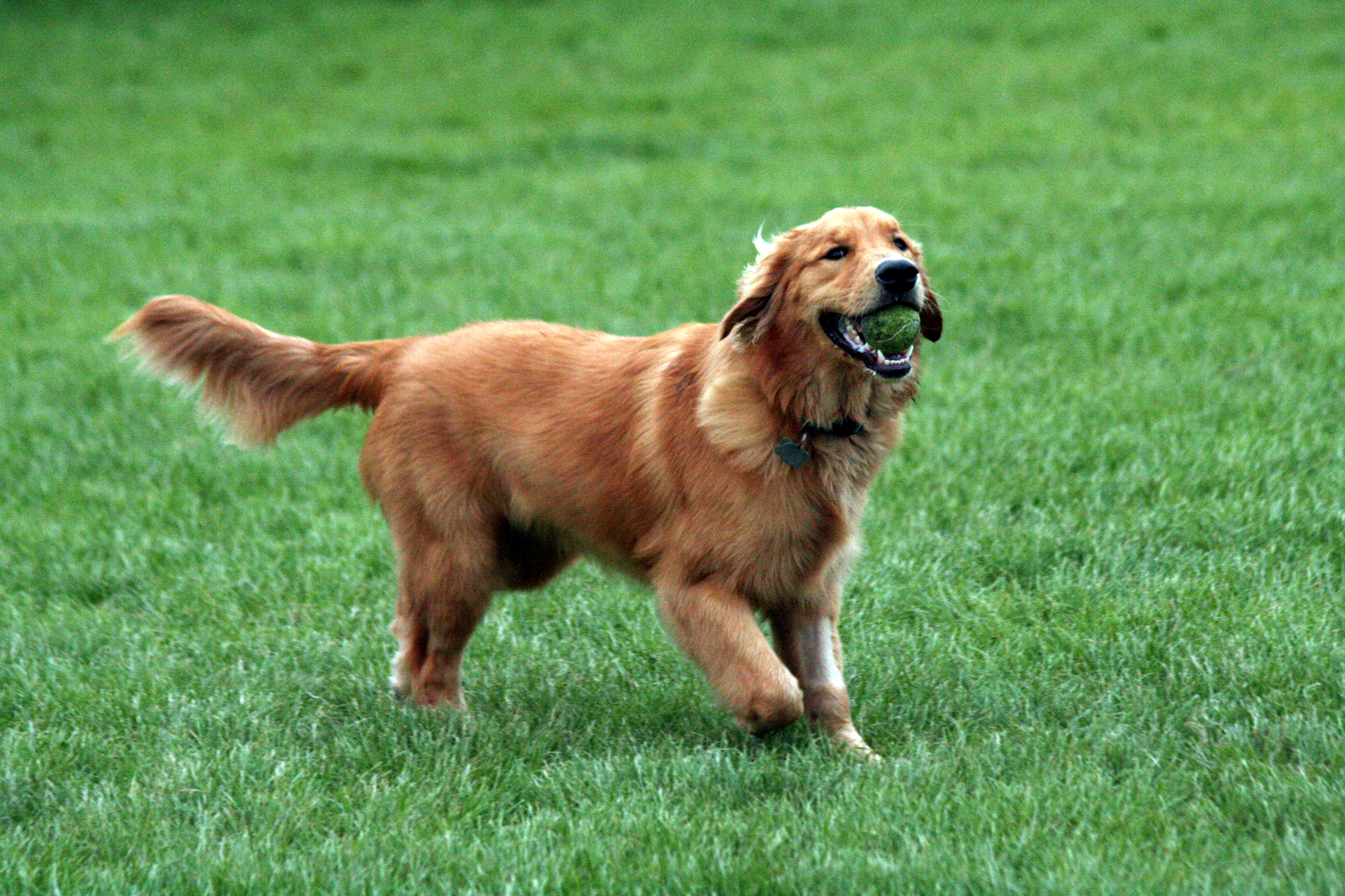 Golden Retriever Breed Guide - Learn about the Golden Retriever.
