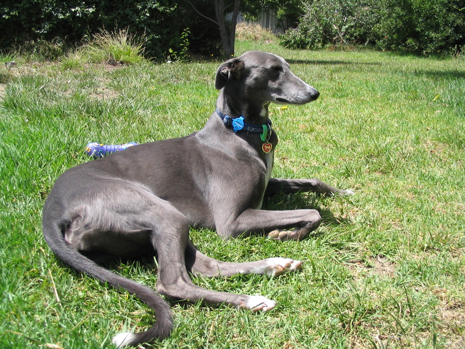 Greyhound Breed Guide - Learn about the Greyhound.