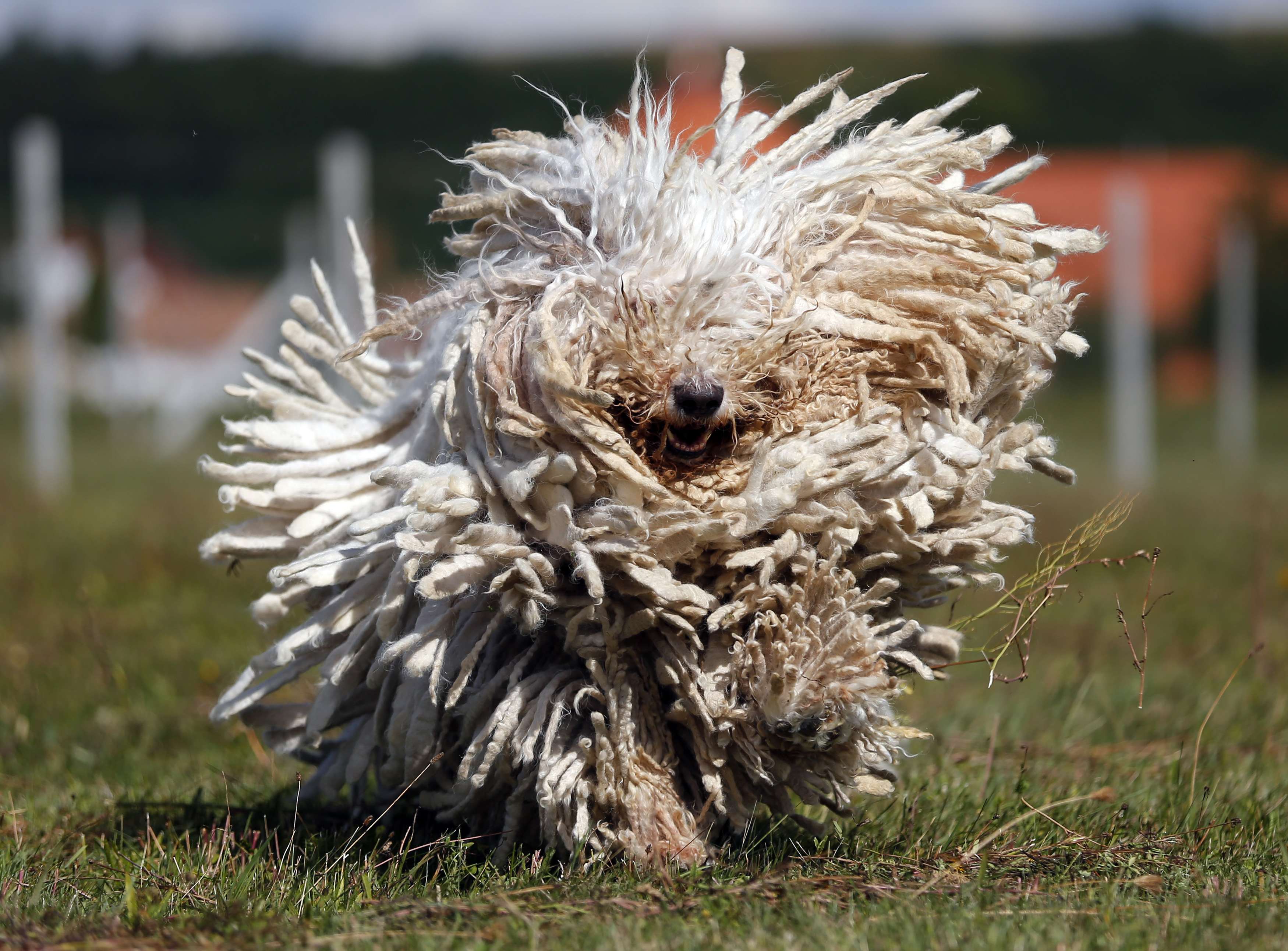 Komondor Breed Guide Learn about the Komondor.