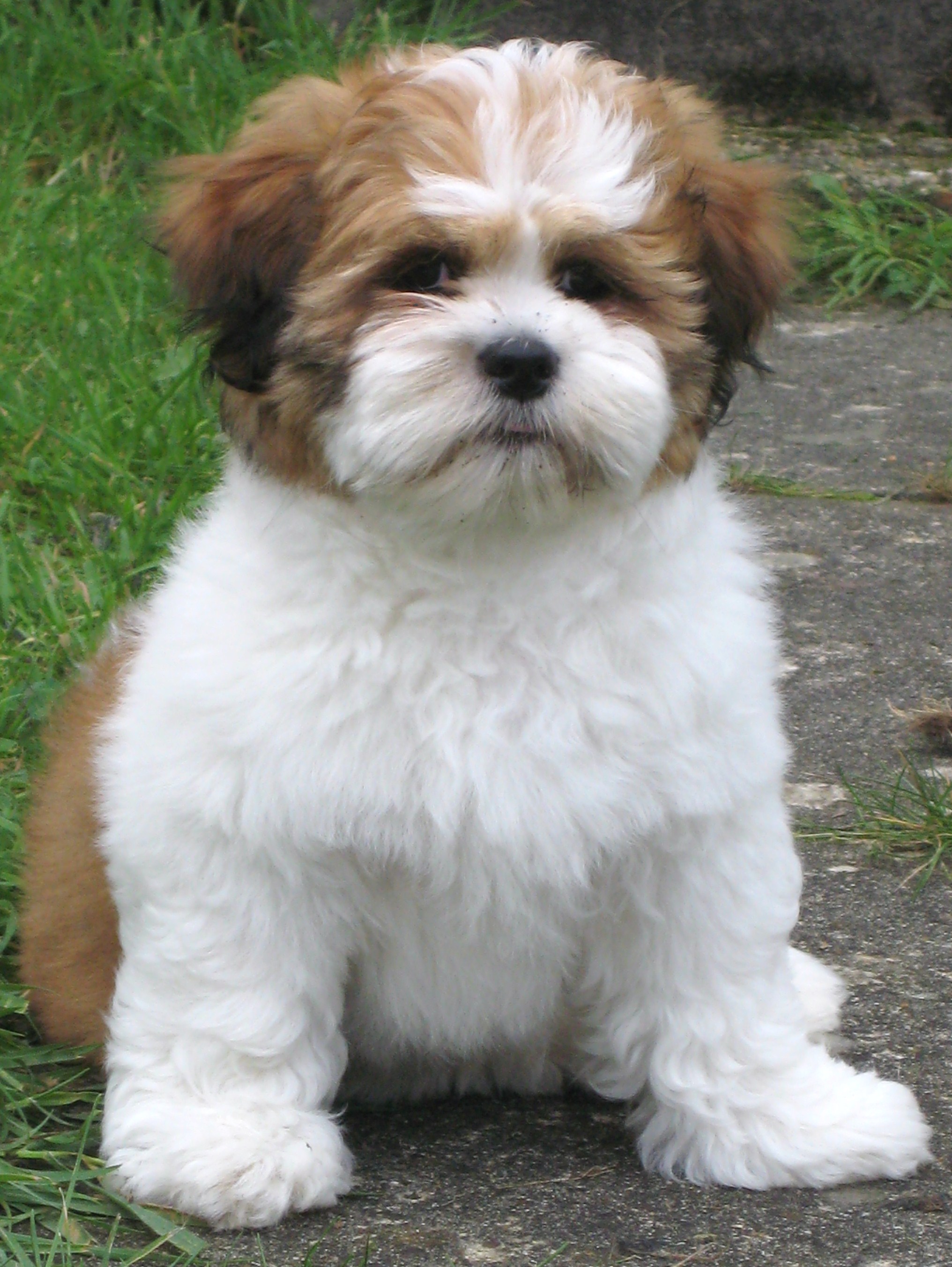 The Dog Breed Lhasa Apso
