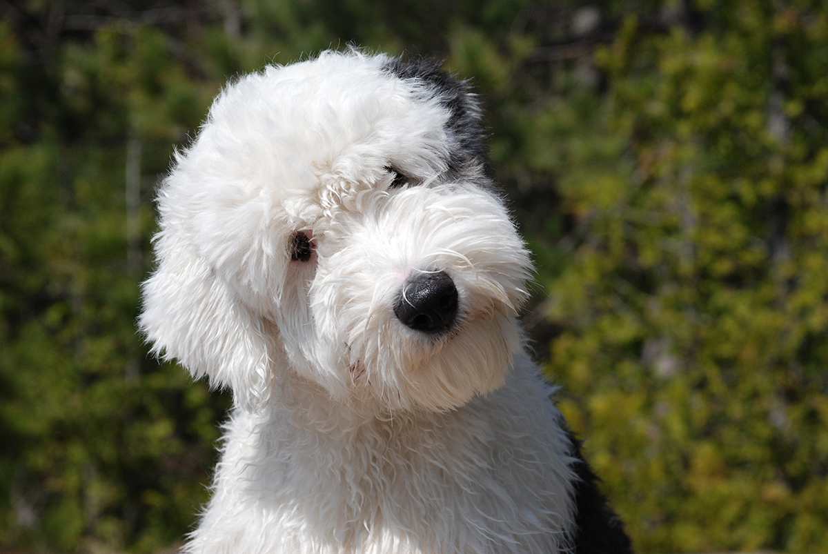 Old English Sheepdog Breed Guide - Learn about the Old ...