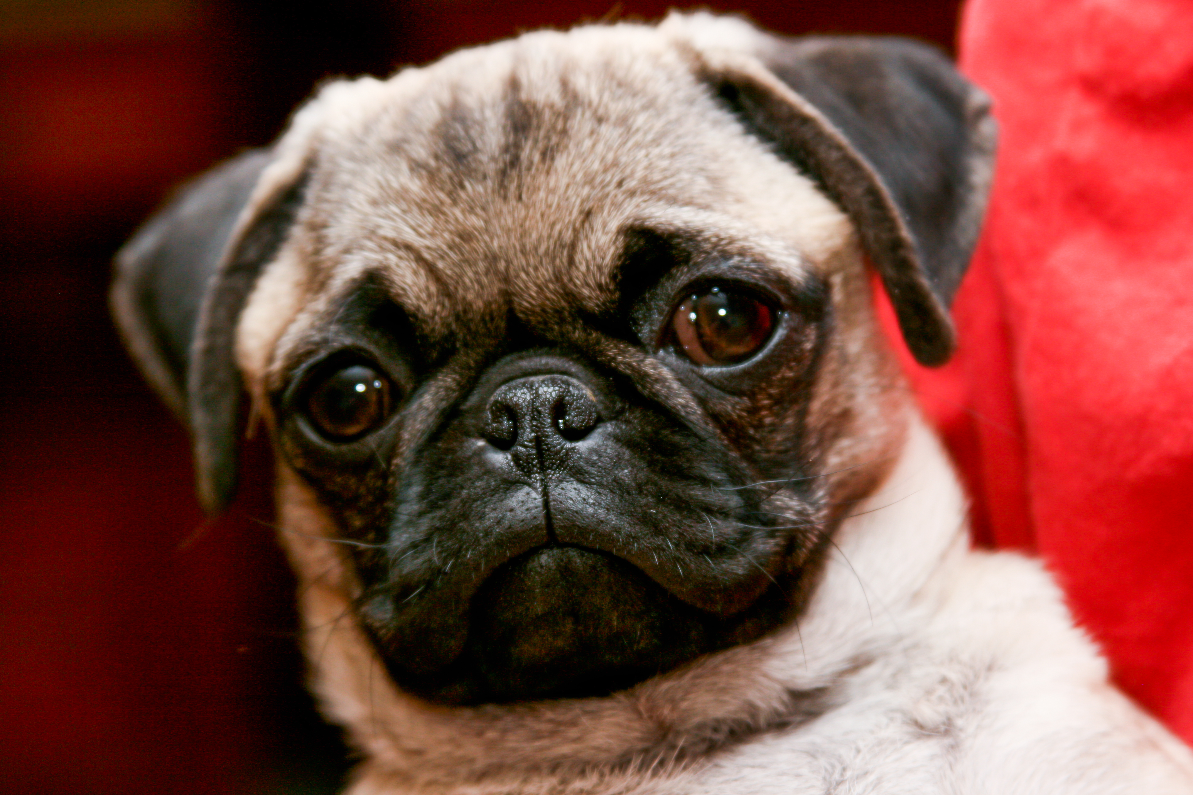 Pug Breed Guide - Learn about the Pug.