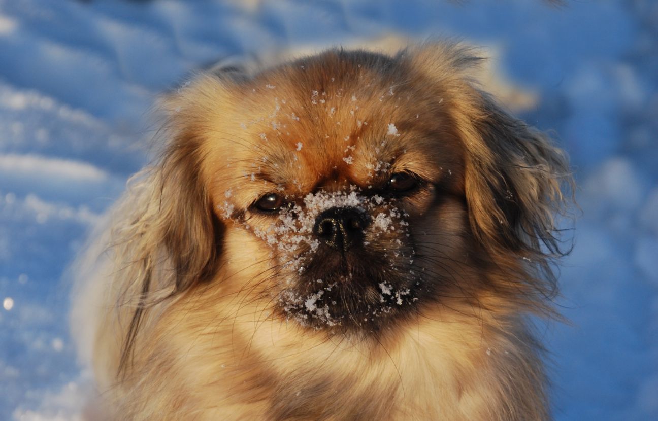 Tibetan Spaniel Breed Guide - Learn about the Tibetan Spaniel.