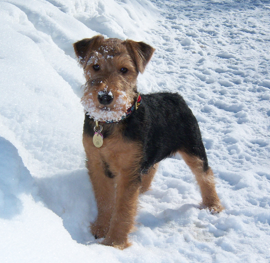 Top 95+ Images pictures of a welsh terrier Updated